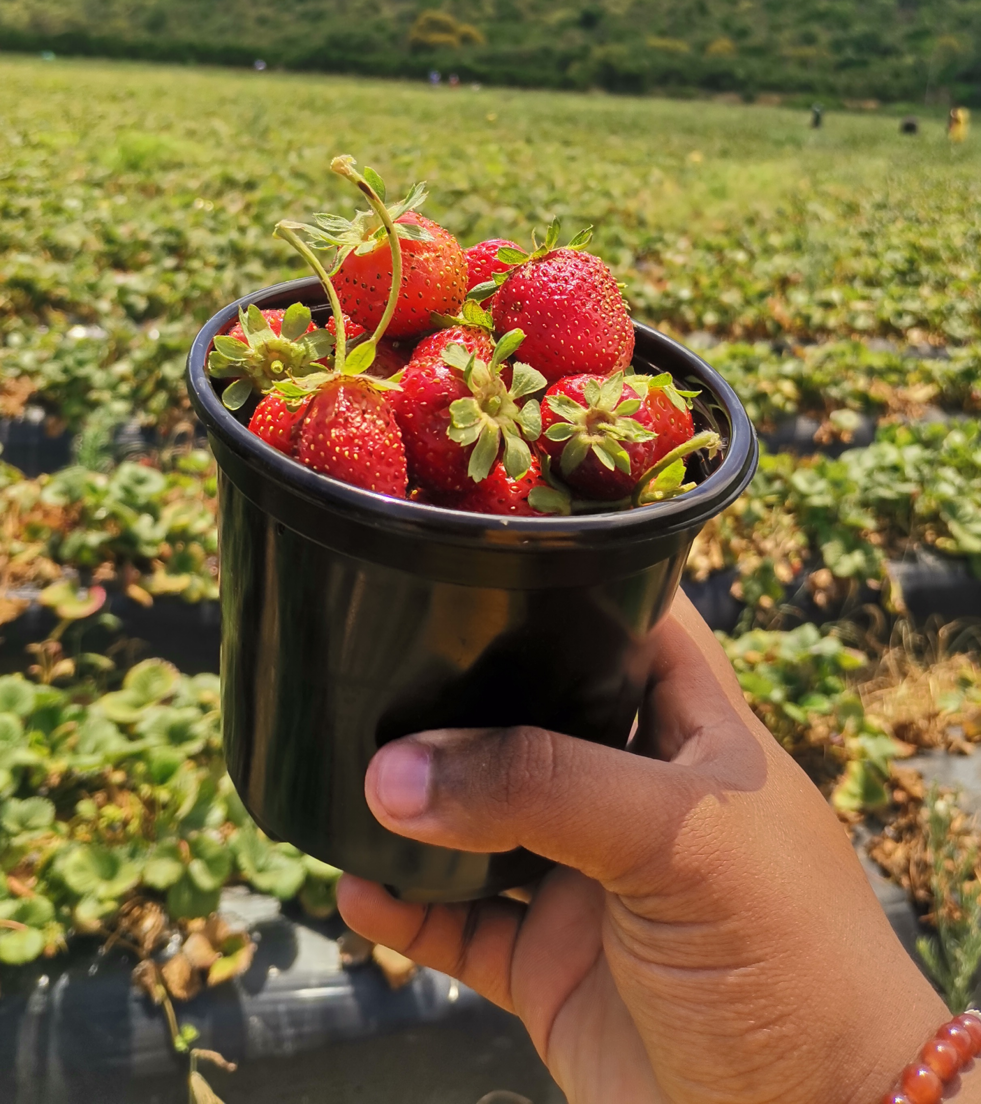 Strawberry Day at mooihoek